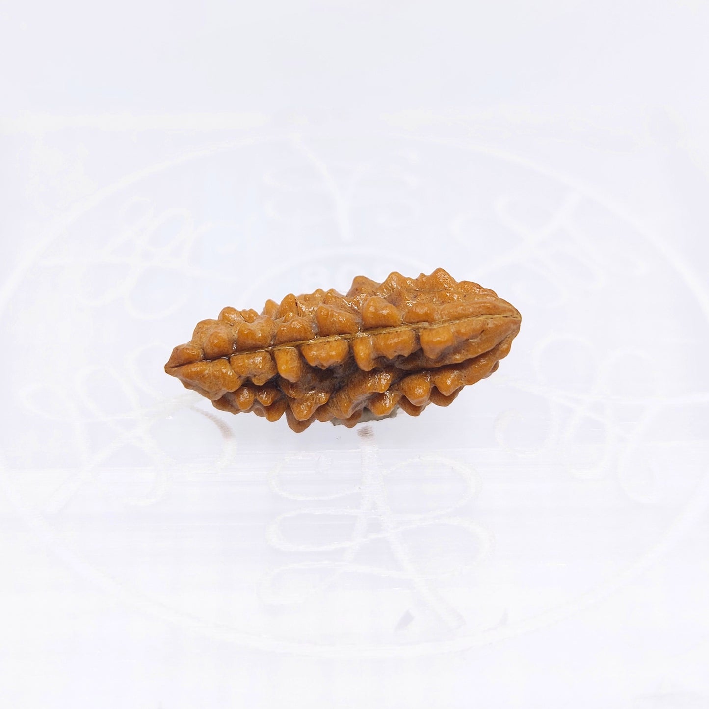 1 Mukhi Indian (Rameshwaram) Rudraksha (Small)