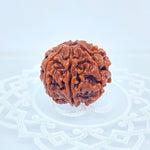 6 Mukhi Rudraksha