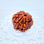6 Mukhi Rudraksha Small