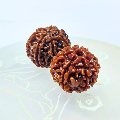 Rudraksha