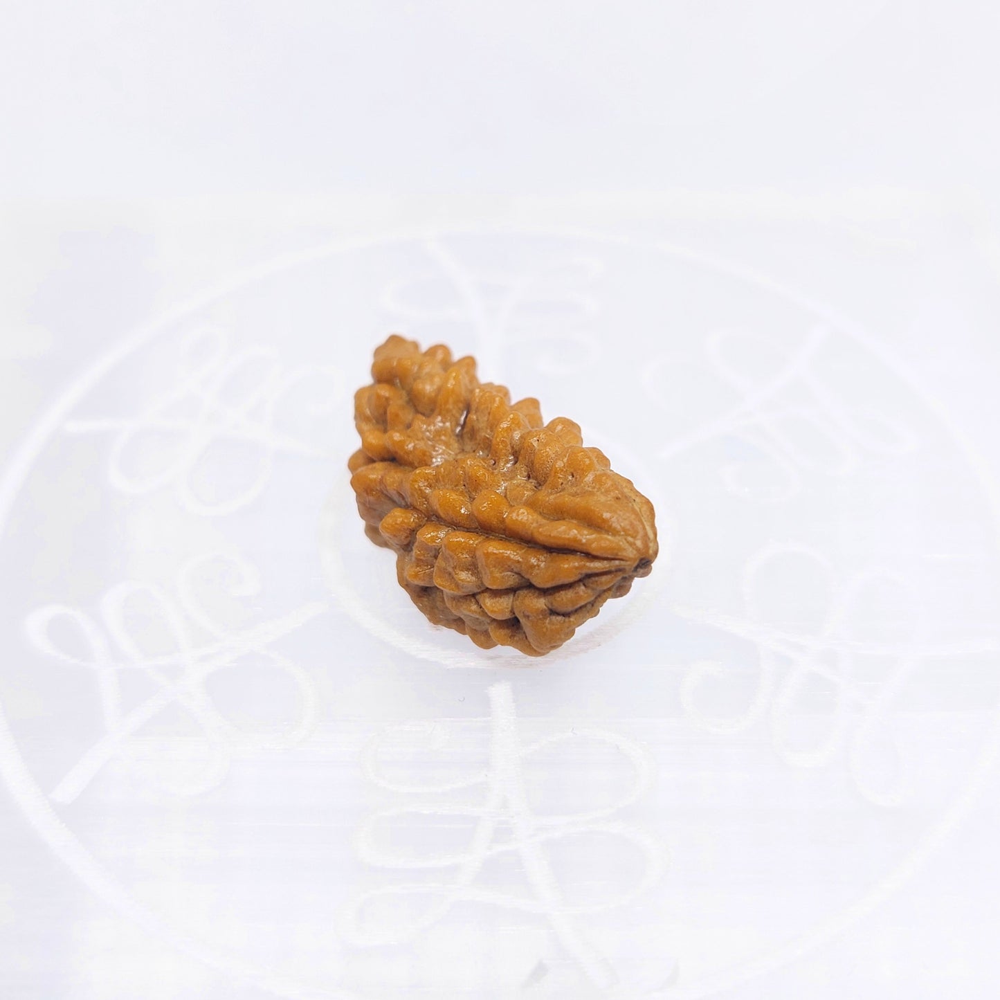 1 Mukhi Indian (Rameshwaram) Rudraksha (Small)