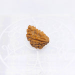 1 Mukhi Indian (Rameshwaram) Rudraksha (Small)
