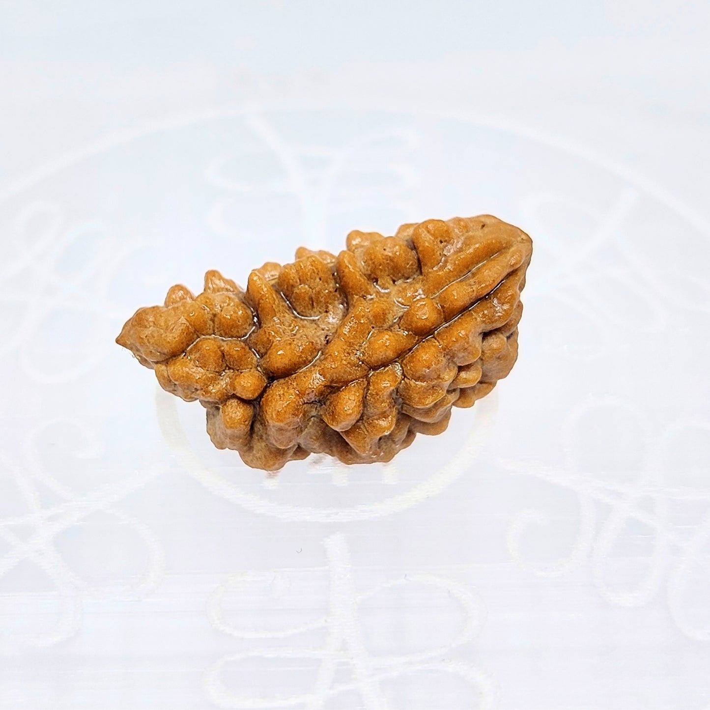 1 Mukhi Indian (Rameshwaram) Rudraksha (Small)