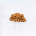 1 Mukhi Indian (Rameshwaram) Rudraksha (Small)