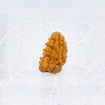 1 Mukhi Indian (Rameshwaram) Rudraksha (Small)