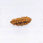 1 Mukhi Indian (Rameshwaram) Rudraksha (Small)