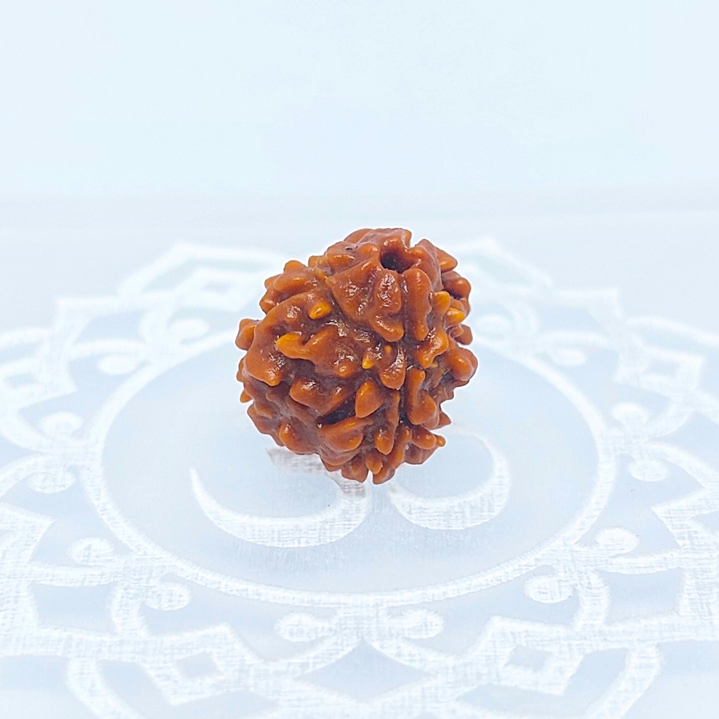 3 Mukhi Rudraksha