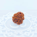 3 Mukhi Rudraksha
