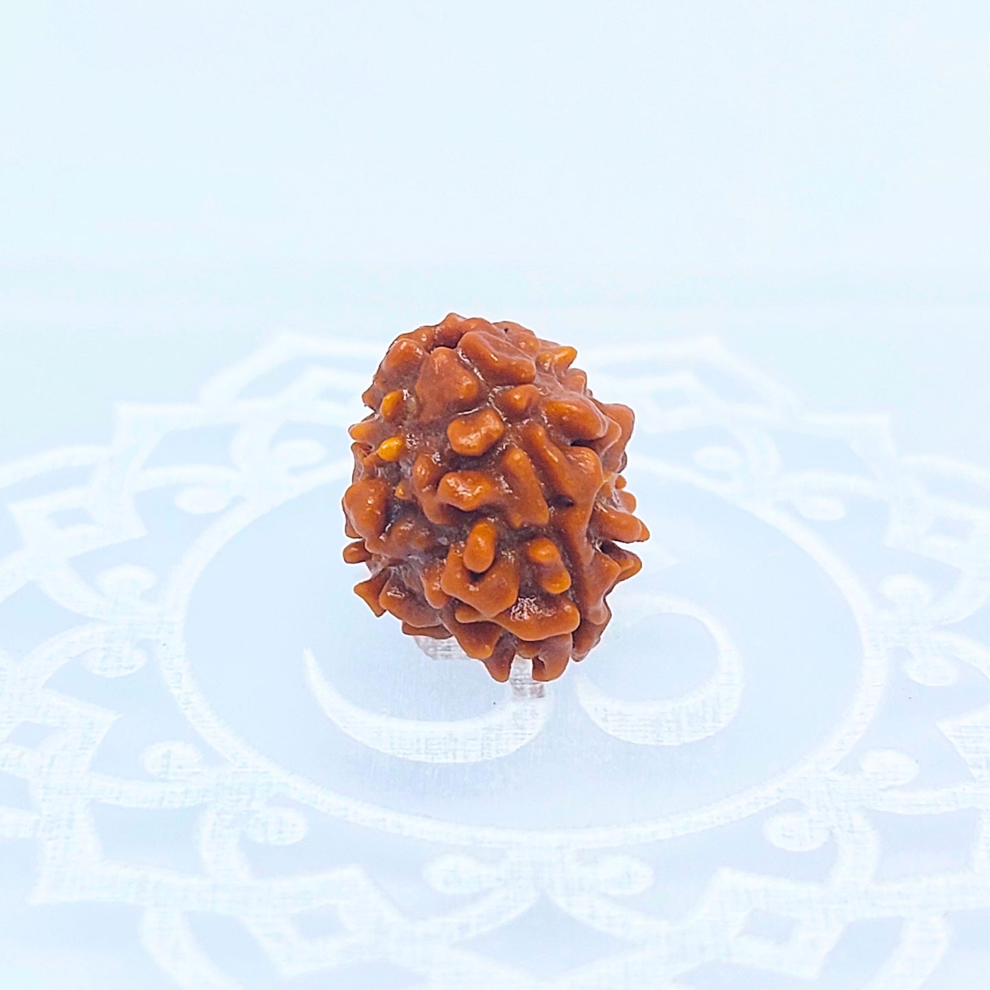 3 Mukhi Rudraksha