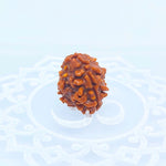 3 Mukhi Rudraksha