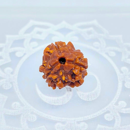 3 Mukhi Rudraksha