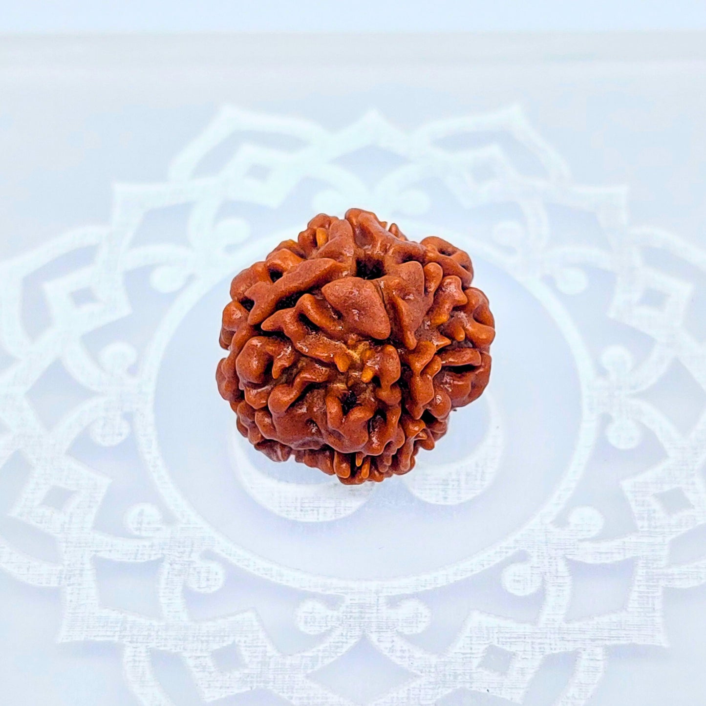 4 Mukhi Rudraksha