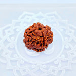 4 Mukhi Rudraksha