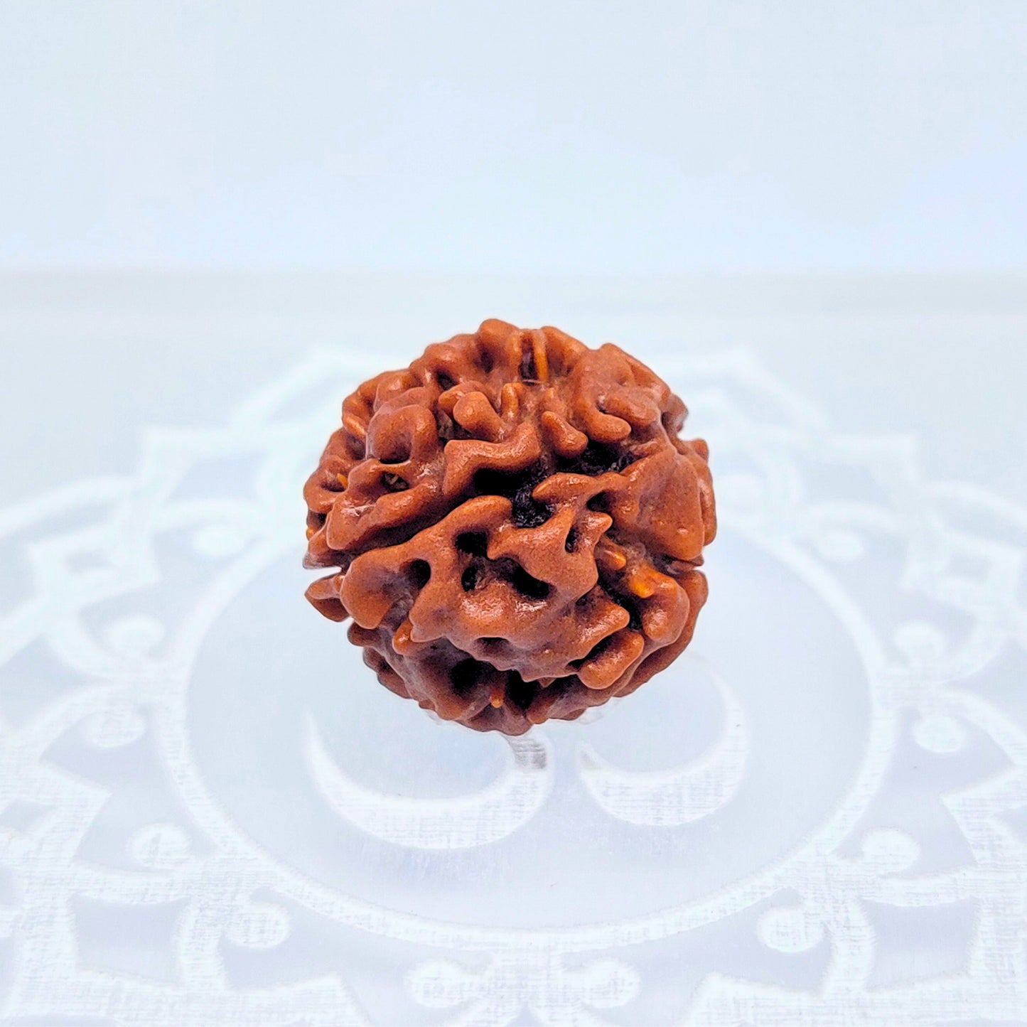 4 Mukhi Rudraksha