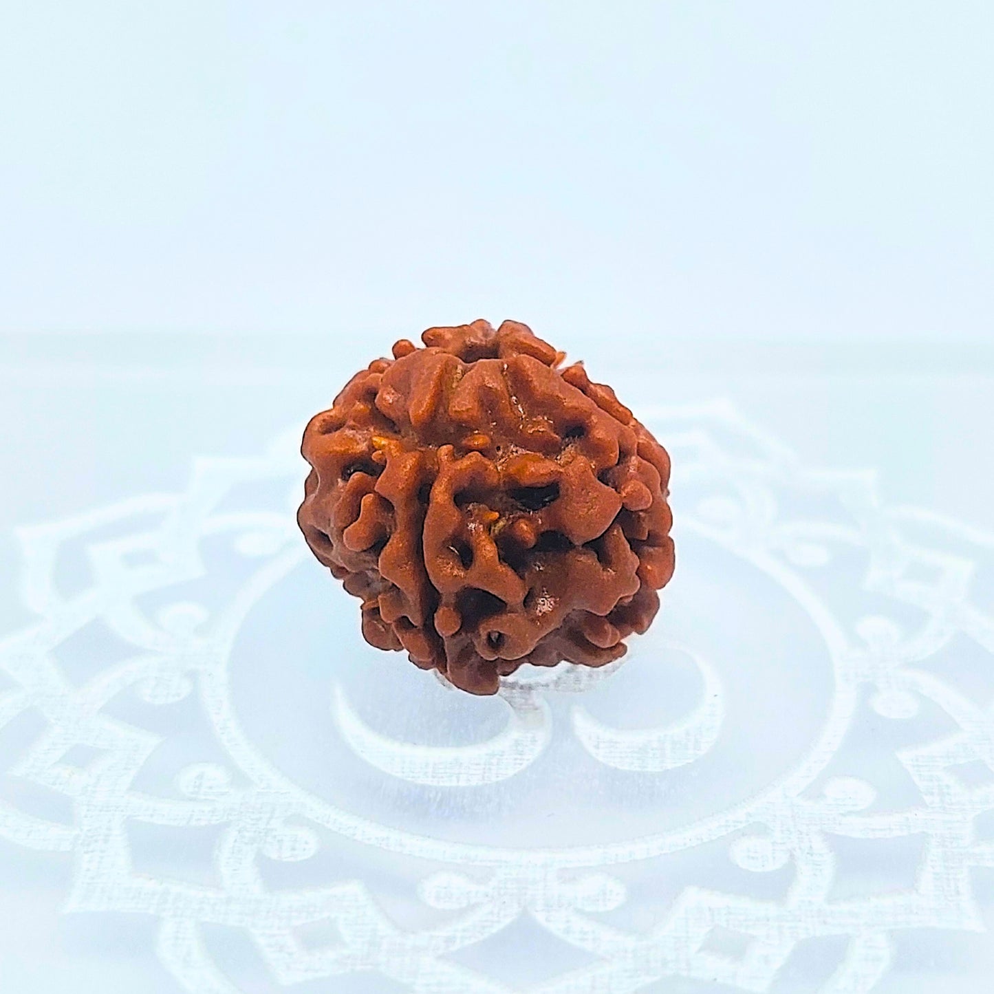 4 Mukhi Rudraksha