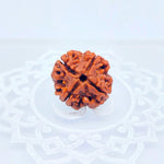 4 Mukhi Rudraksha