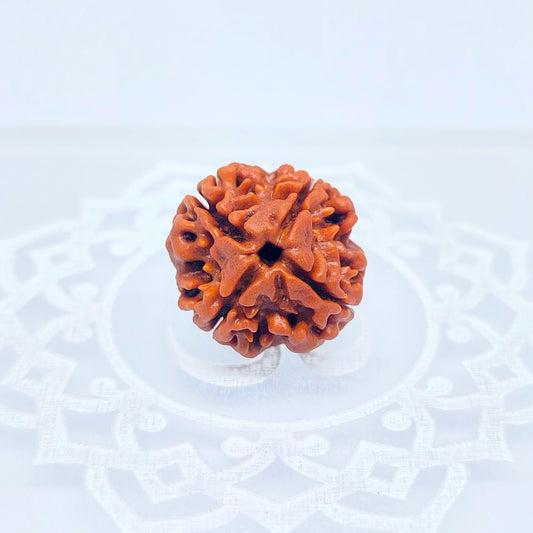 4 Mukhi Rudraksha