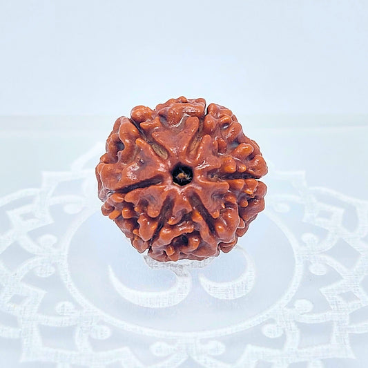 6 Mukhi Rudraksha