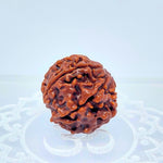 6 Mukhi Rudraksha