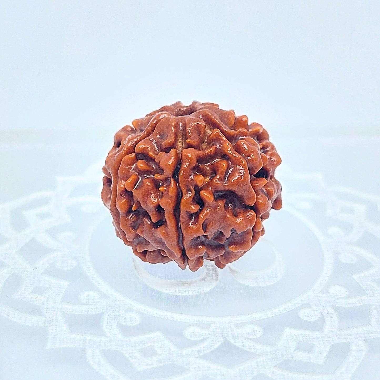 6 Mukhi Rudraksha