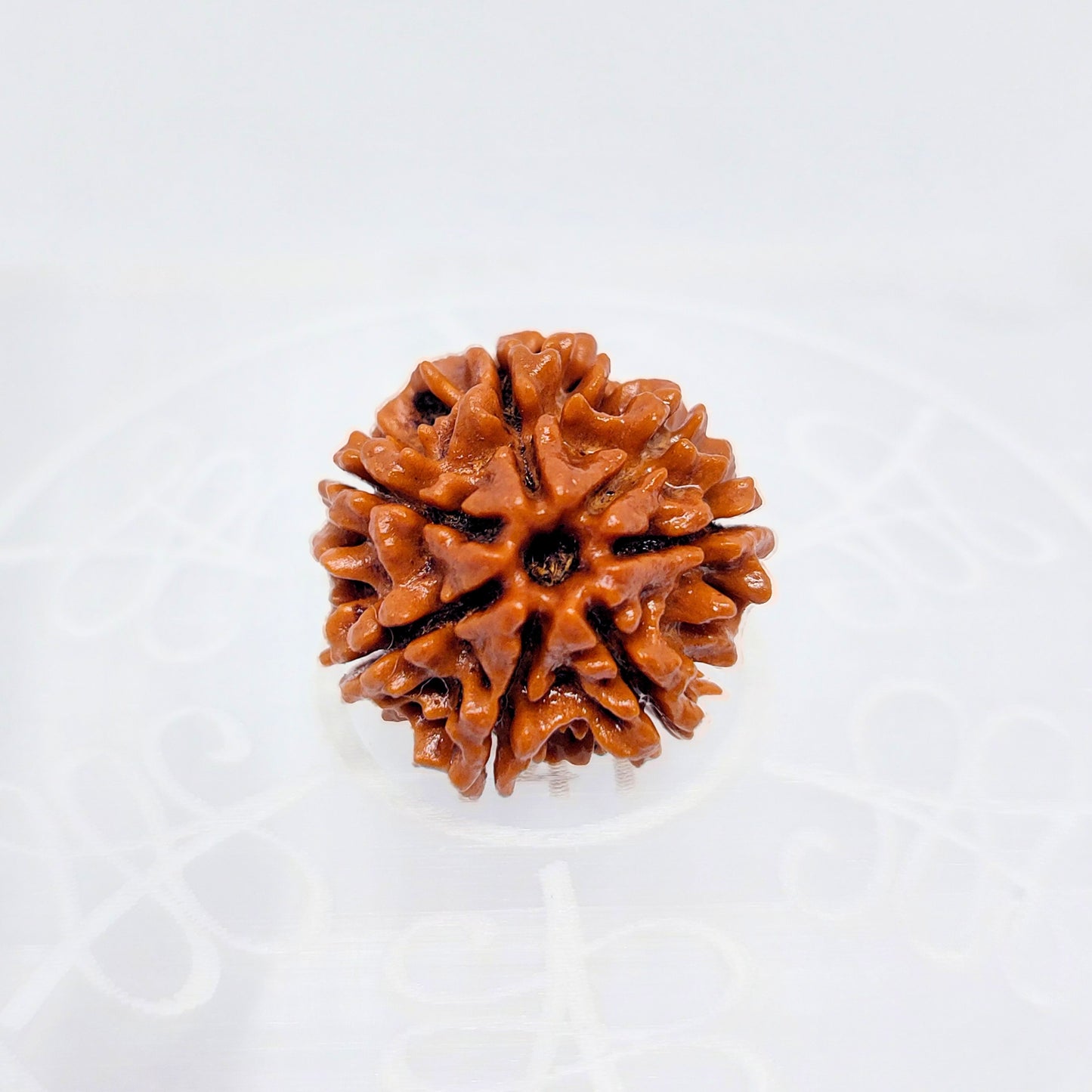 7 Mukhi Nepali Rudraksha (Big Size)