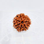 7 Mukhi Nepali Rudraksha (Big Size)
