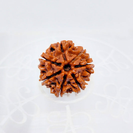 7 Mukhi Nepali Rudraksha (Big Size)