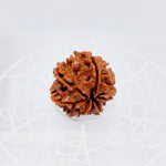 7 Mukhi Nepali Rudraksha (Big Size)