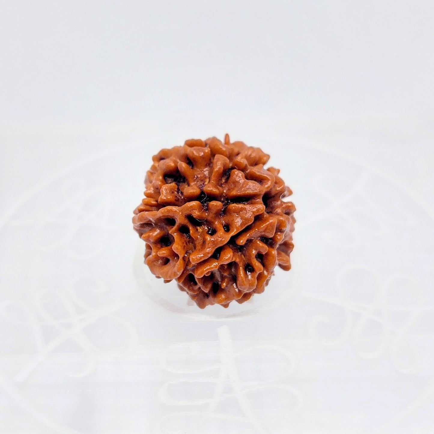 7 Mukhi Nepali Rudraksha (Big Size)