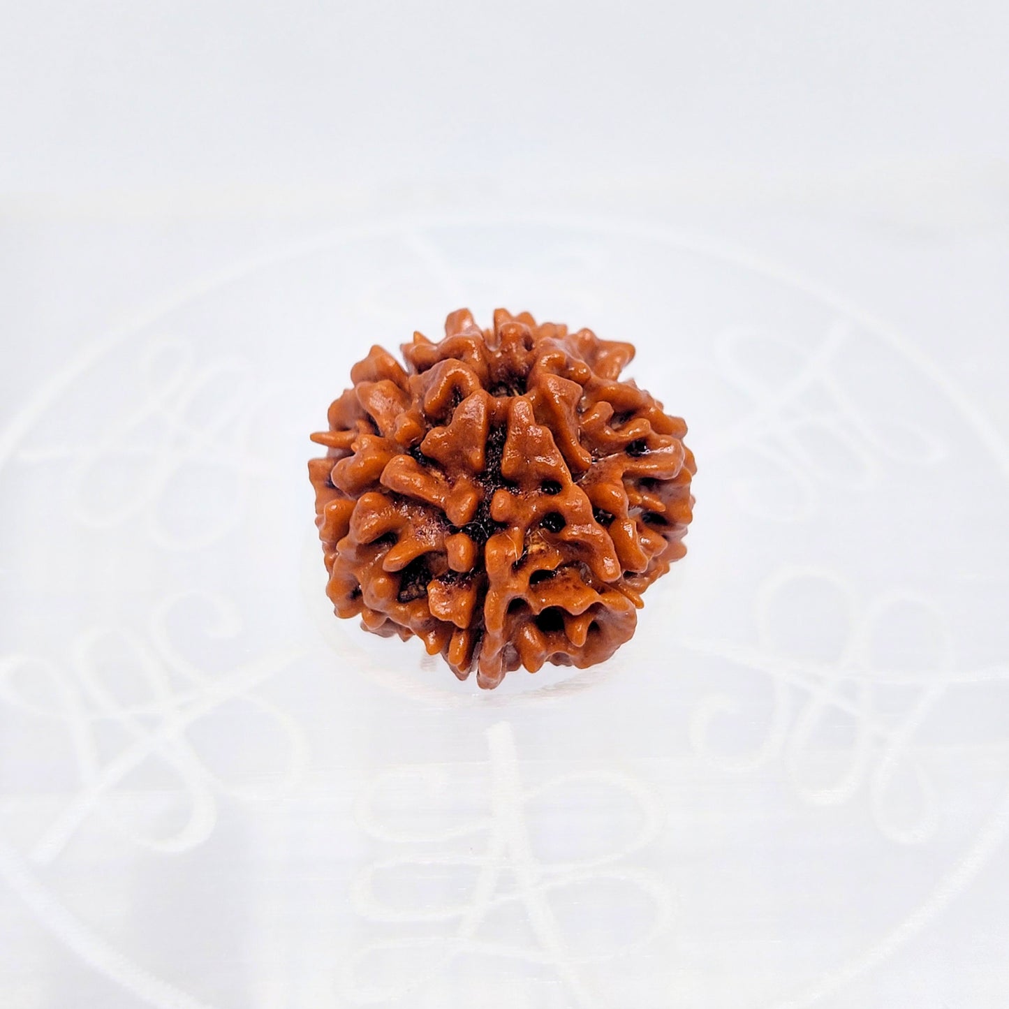 7 Mukhi Nepali Rudraksha (Big Size)