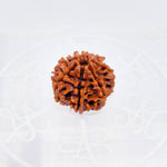 7 Mukhi Nepali Rudraksha (Big Size)