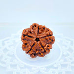 5 Mukhi Rudraksha