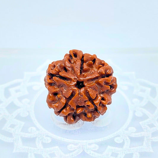 5 Mukhi Rudraksha
