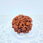5 Mukhi Rudraksha
