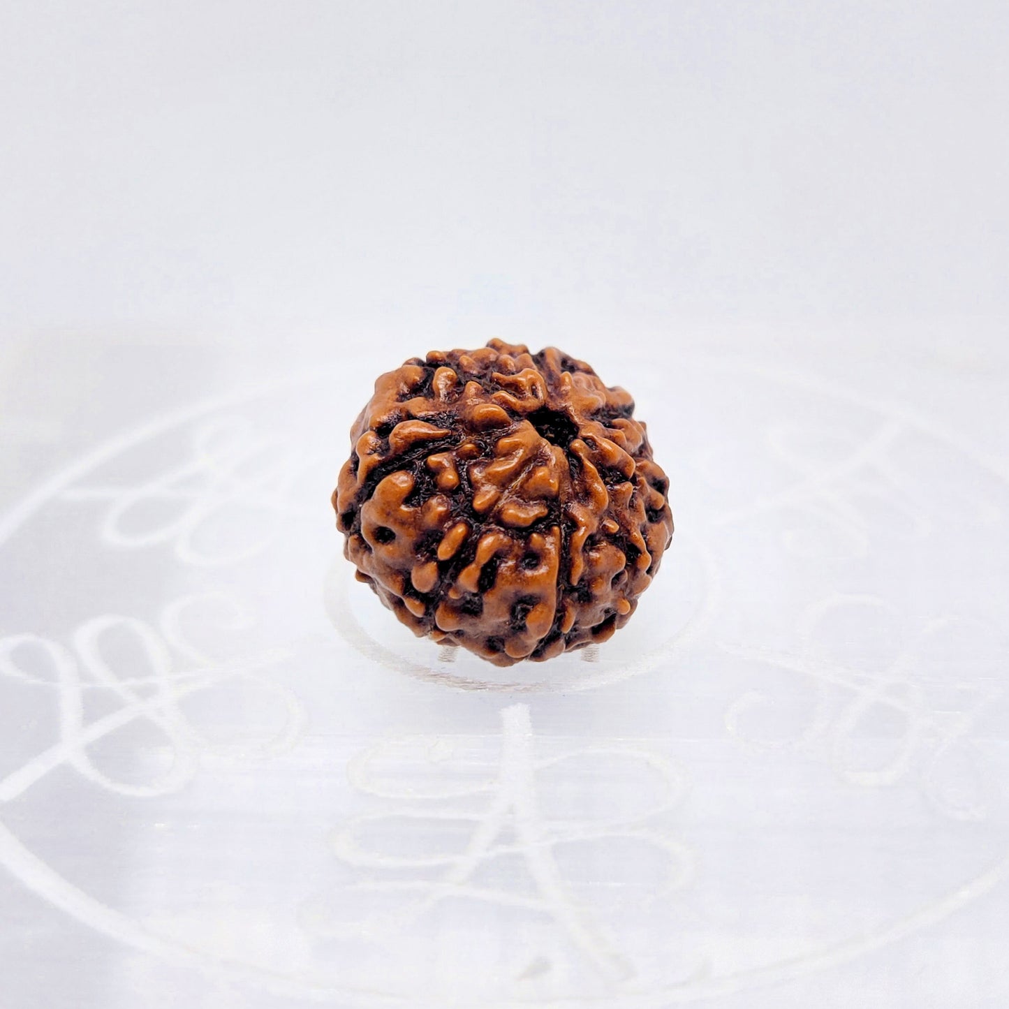 8 Mukhi Rudraksha (Indonesian)
