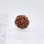 8 Mukhi Rudraksha (Indonesian)