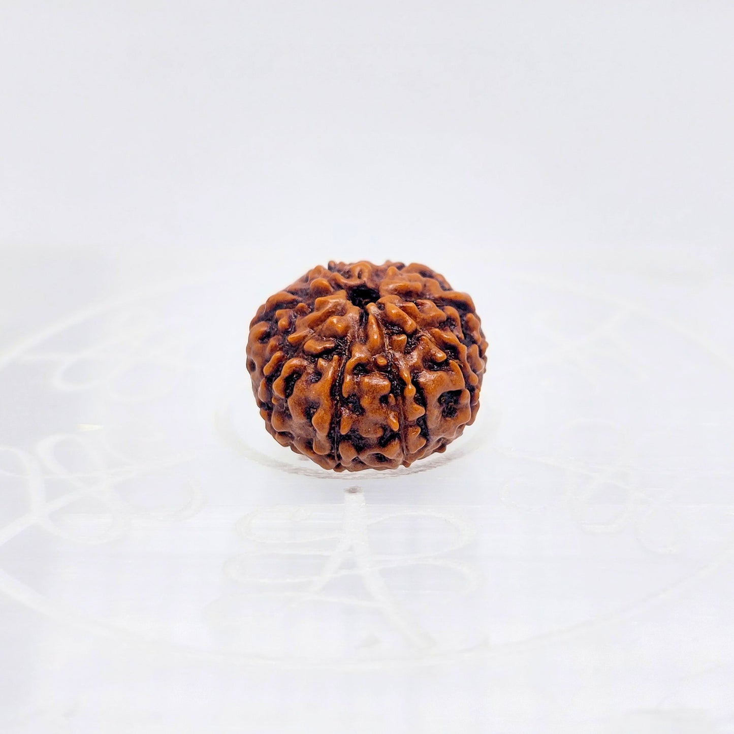 8 Mukhi Rudraksha (Indonesian)