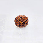 8 Mukhi Rudraksha (Indonesian)