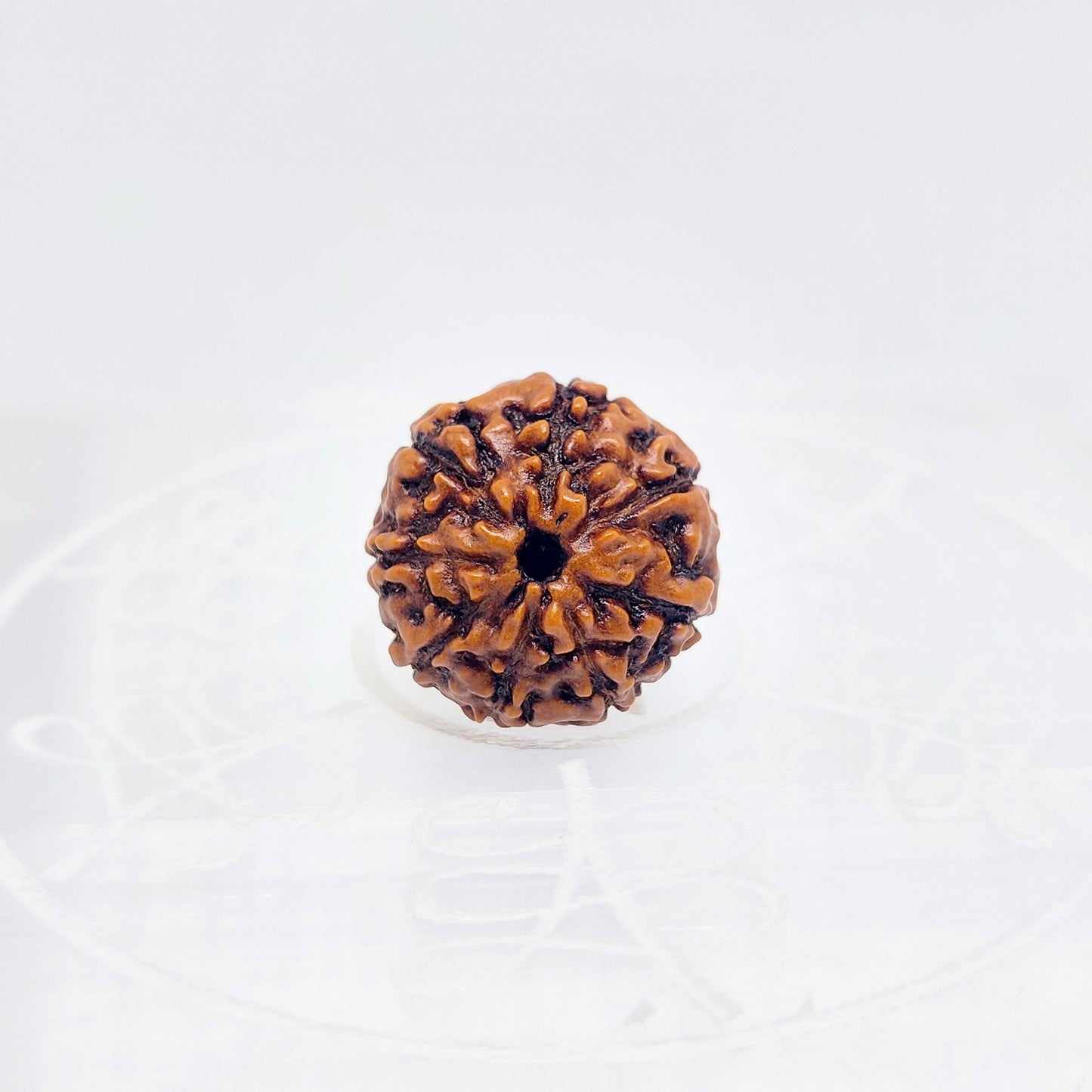 8 Mukhi Rudraksha (Indonesian)