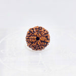 8 Mukhi Rudraksha (Indonesian)