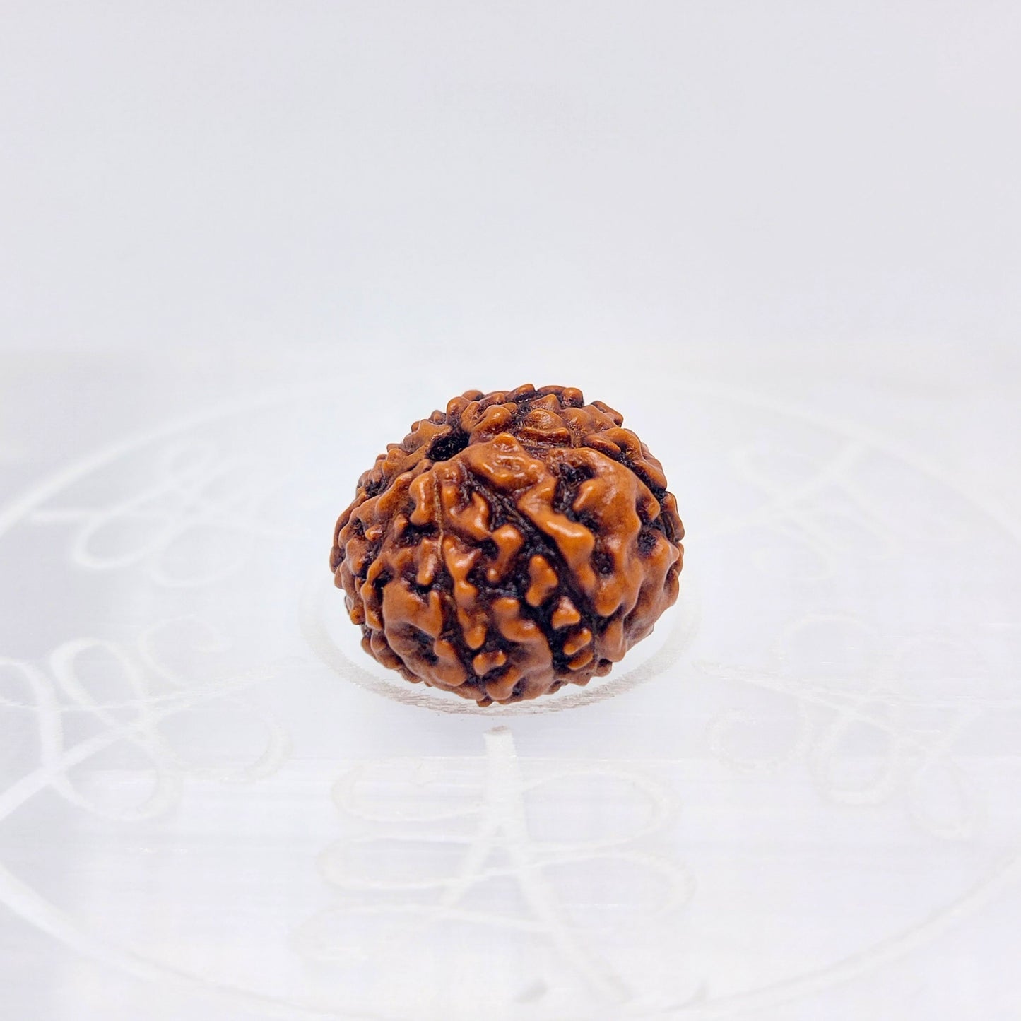 8 Mukhi Rudraksha (Indonesian)