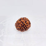 8 Mukhi Rudraksha (Indonesian)