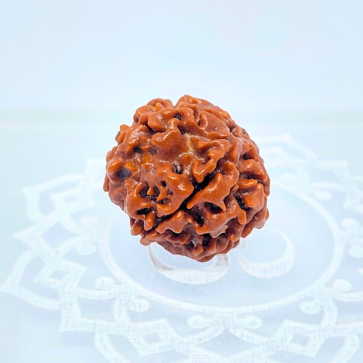 5 Mukhi Rudraksha