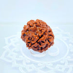 5 Mukhi Rudraksha