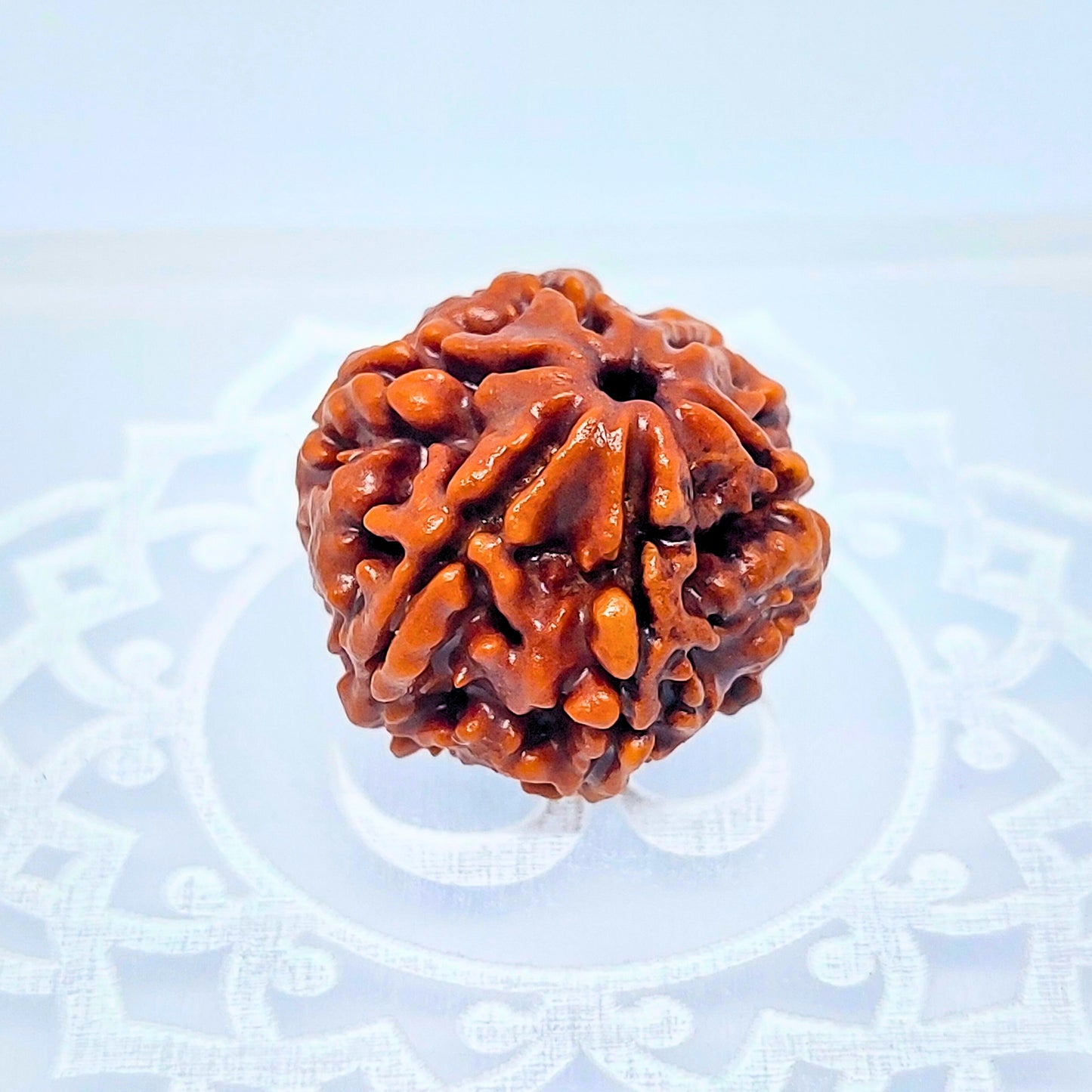 6 Mukhi Rudraksha Small