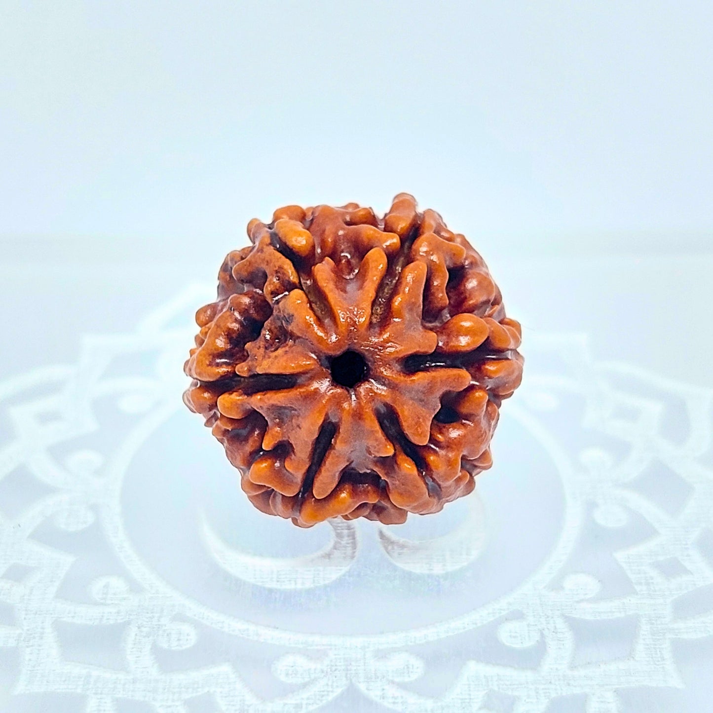 6 Mukhi Rudraksha Small