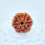 6 Mukhi Rudraksha Small