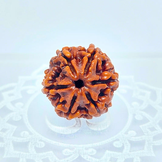 6 Mukhi Rudraksha Small