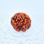 6 Mukhi Rudraksha Small